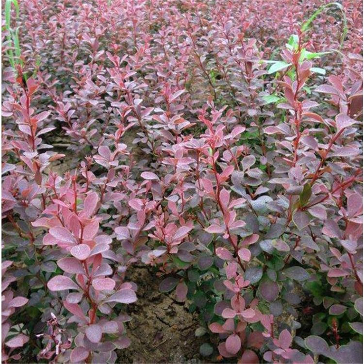 红叶小檗苗基地 红叶小檗小苗价格表 山东红叶小檗种植基地