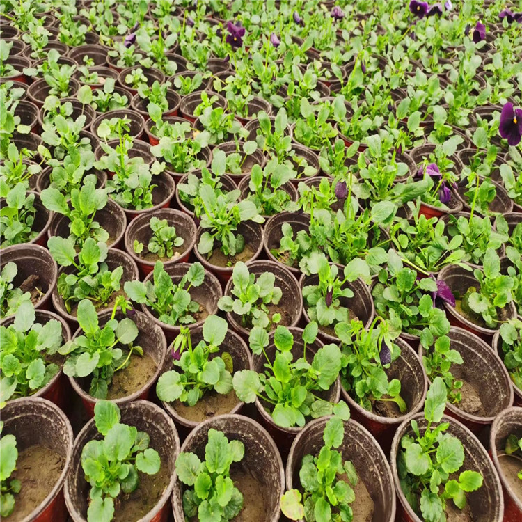 三色堇种植基地批发 唐山三色堇批发供应 江苏三色堇培育基地