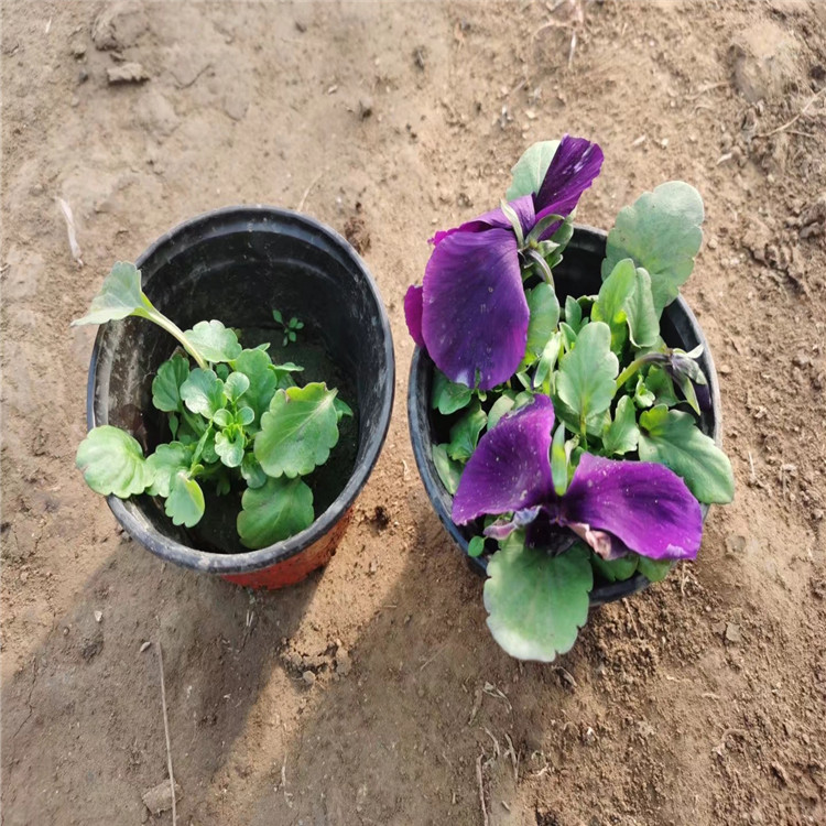 三色堇苗批发种植基地 山东三色堇批发 质优价廉的三色堇