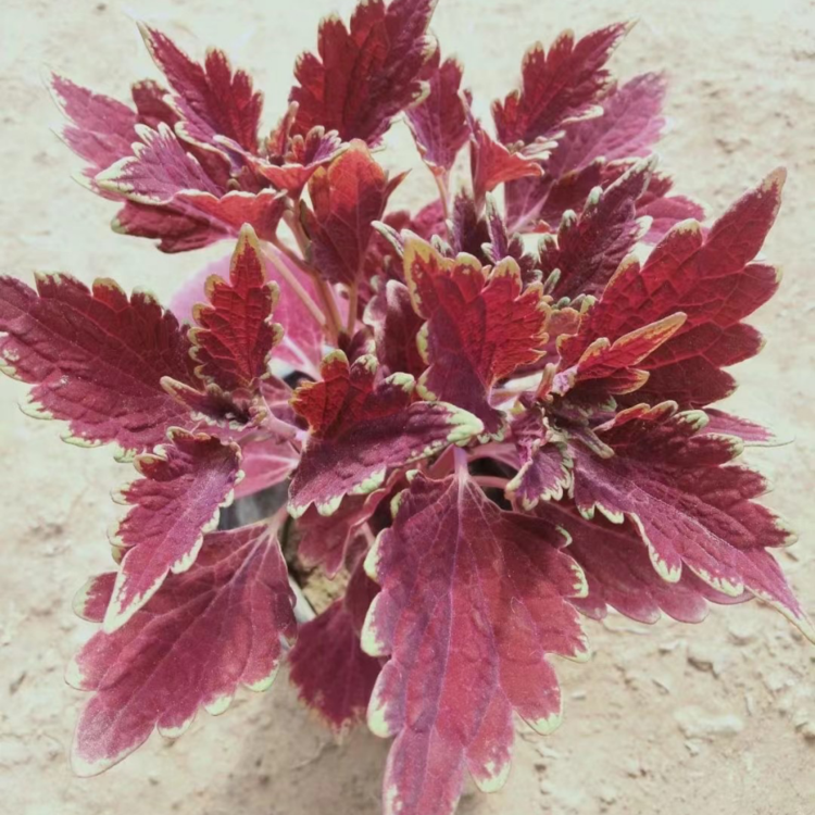 彩叶草种植基地 园林美化绿化工程彩叶草苗 色泽多样观赏性好