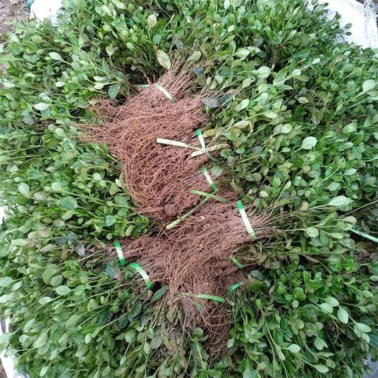 陕西扶芳藤批发基地 扶芳藤小苗批发 扶芳藤穴盘苗供应