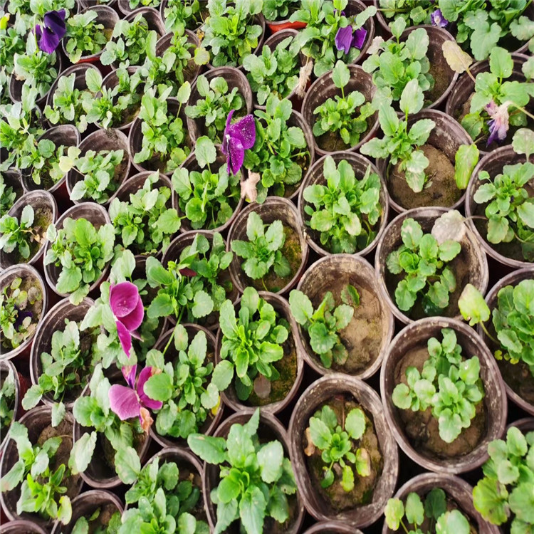 三色堇种植基地批发 唐山三色堇批发供应 质优价廉的三色堇