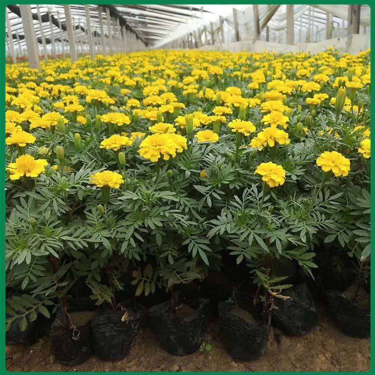 青州孔雀草杯苗价格 孔雀草苗商供应 孔雀草穴盘苗供应