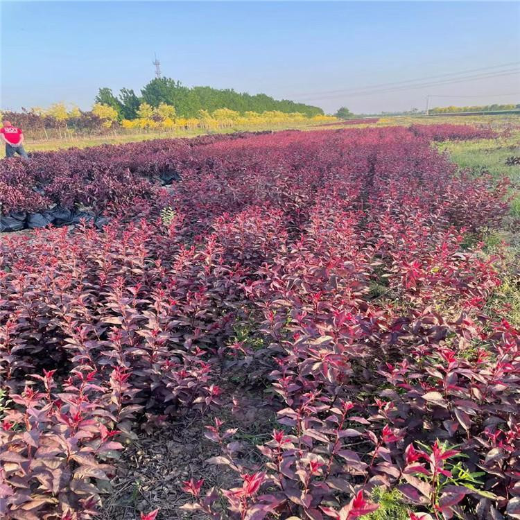 红叶小檗价格表 青州红叶小檗批发基地 烟台红叶小檗生产基地