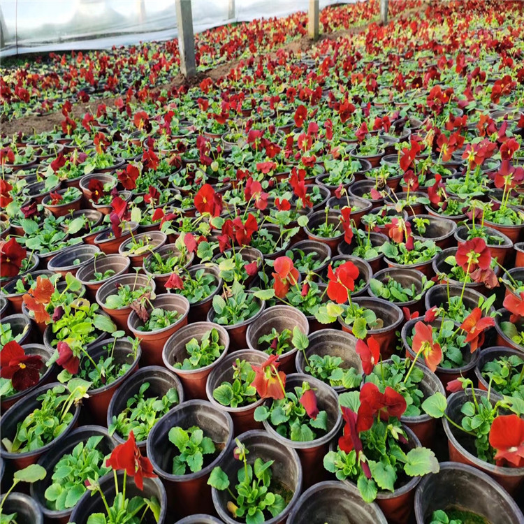 三色堇苗批发种植基地 唐山三色堇批发供应 江苏三色堇培育基地