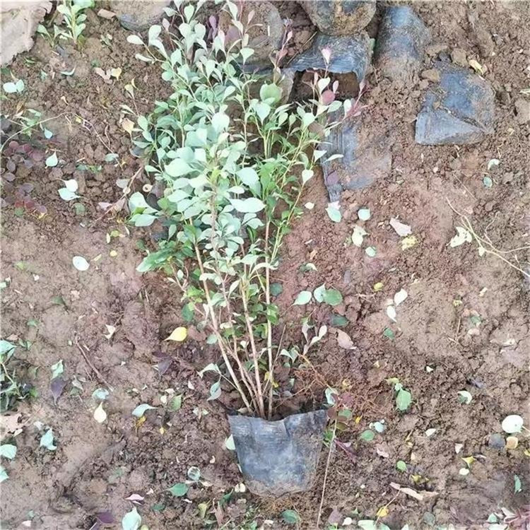 红叶小檗繁育价格基地 红叶小檗小苗价格表 红叶小檗杯苗