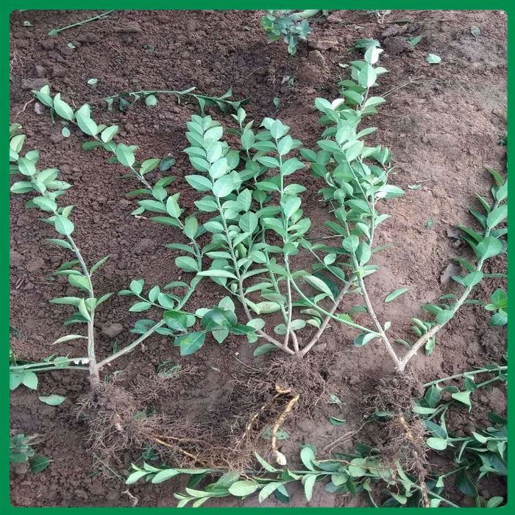 天津扶芳藤生产基地 扶芳藤营养杯报价 扶芳藤批发供应