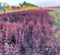 红叶小檗苗基地 红叶小檗幼苗批发 山东红叶小檗种植基地