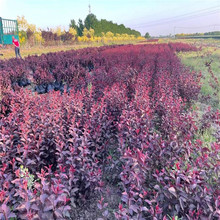 红叶小檗苗基地 红叶小檗幼苗批发 山东红叶小檗种植基地