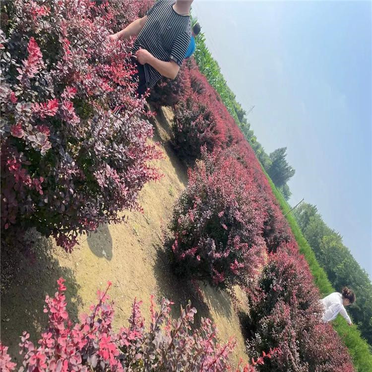 红叶小檗基地供应基地 红叶小檗批发繁育 红叶小檗