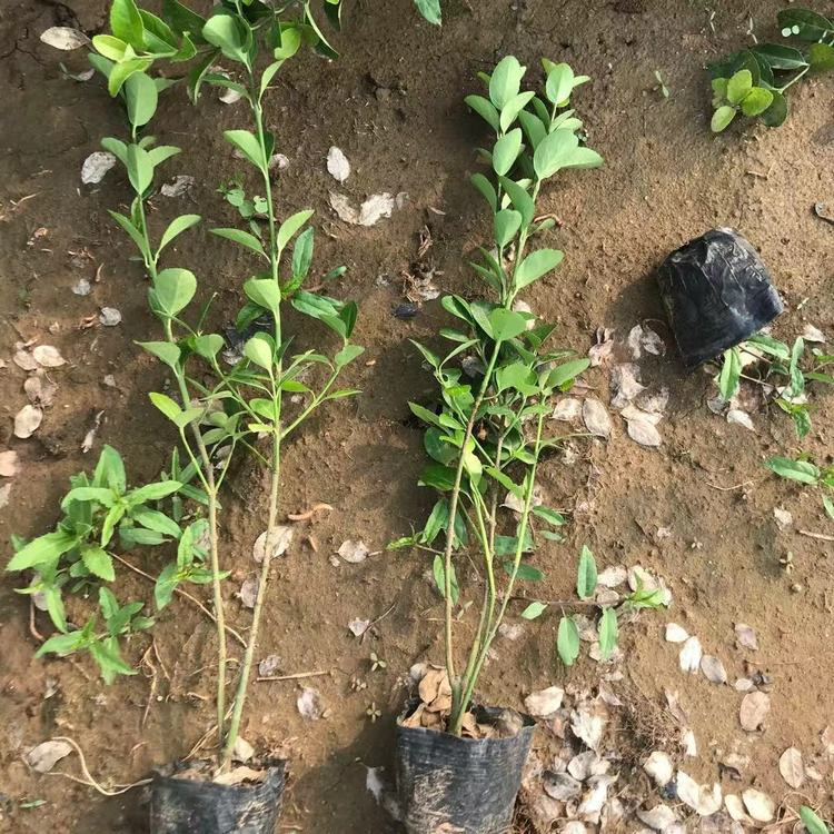 青州扶芳藤杯苗价格 扶芳藤苗商供应 扶芳藤苗批发生产基地