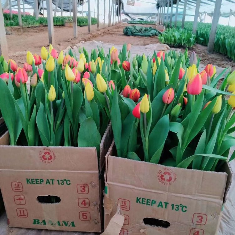 多色郁金香批发 郁金香花苗 沧州郁金香杯苗