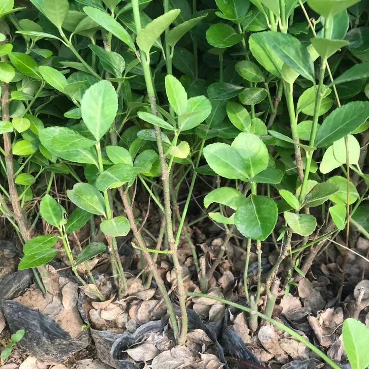 陕西扶芳藤批发基地 扶芳藤苗商供应 扶芳藤幼苗繁育基地