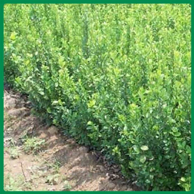 山东扶芳藤供应基地 扶芳藤批发供应基地 扶芳藤幼苗繁育基地