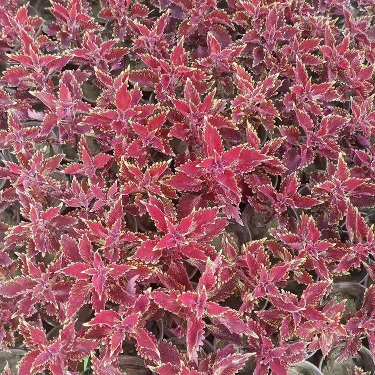 山东彩叶草行情 时令草花彩叶草 彩叶草小苗价格