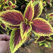 彩叶草报价 观叶植物彩叶草 产地直供价格好