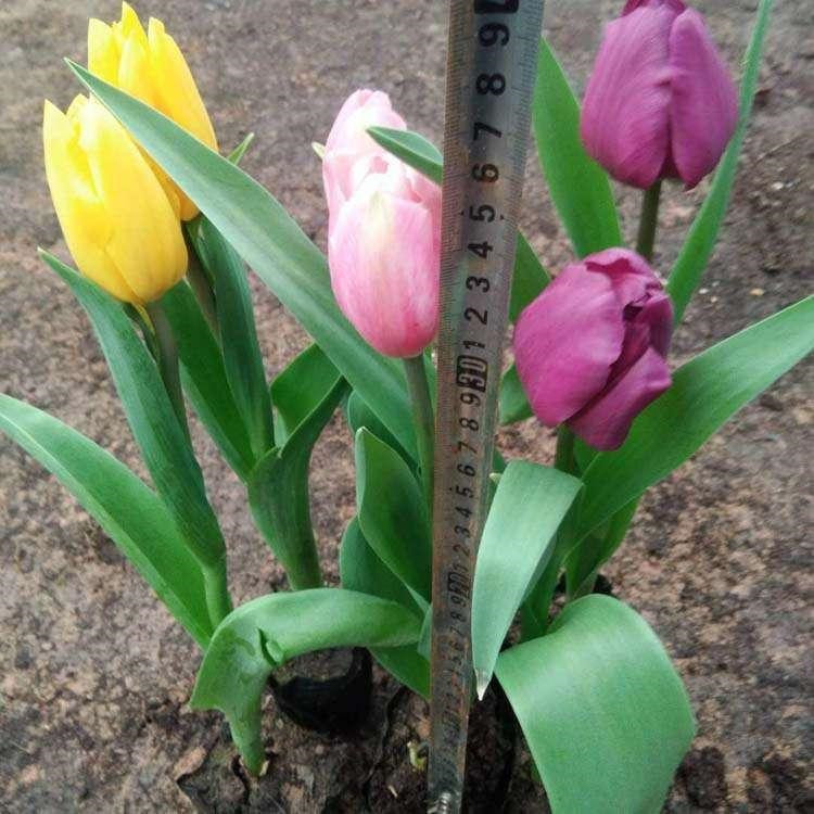 郁金香花苗哪里有 河北郁金香生产基地 青州郁金香批发价格