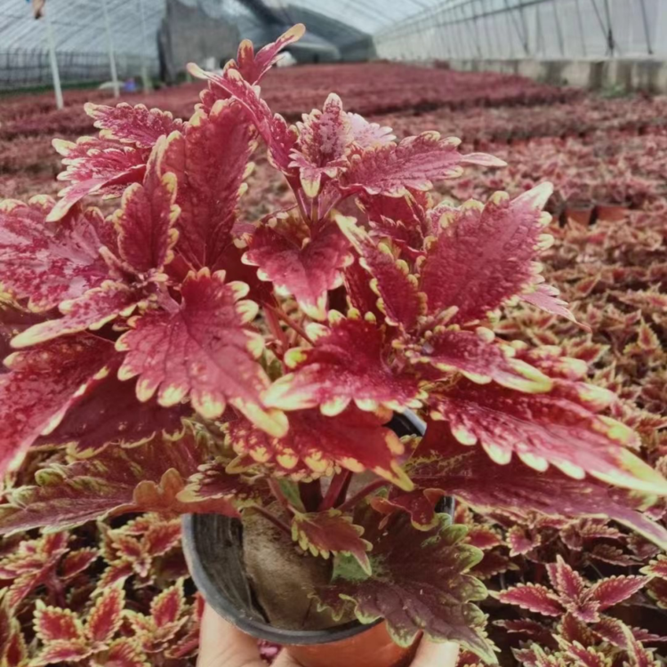 观叶植物彩叶草 彩叶草价格 城市花坛租摆盆栽