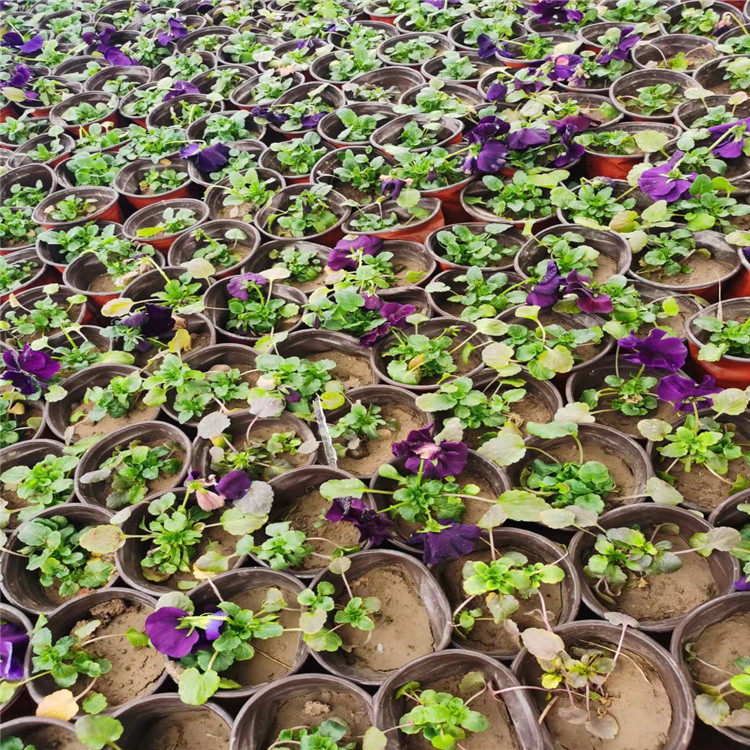三色堇苗批发种植基地 河北优质三色堇 江苏三色堇培育基地