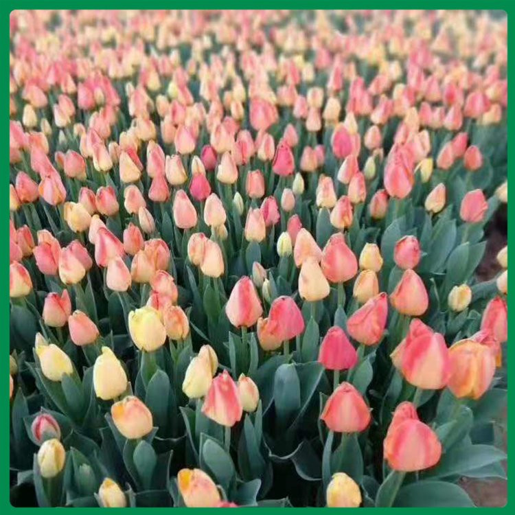 郁金香花苗哪里有 河北郁金香生产基地 郁金香生产基地