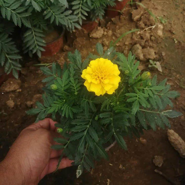 天津孔雀草生产基地 孔雀草小苗批发 孔雀草小苗批发基地