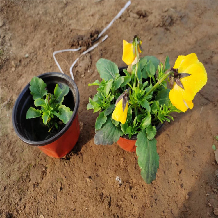 三色堇苗批发种植基地 三色堇 三色堇花苗直销