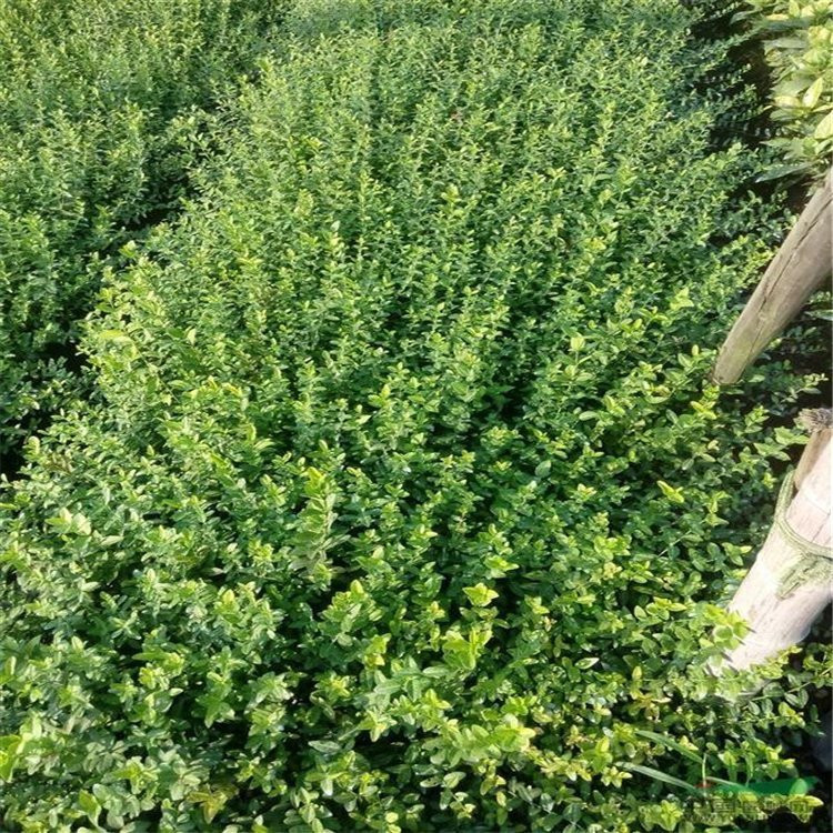 陕西扶芳藤批发基地 扶芳藤批发供应基地 扶芳藤穴盘苗供应