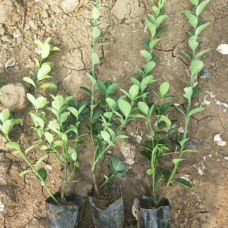 天津扶芳藤生产基地 扶芳藤供应基地 扶芳藤小苗批发基地