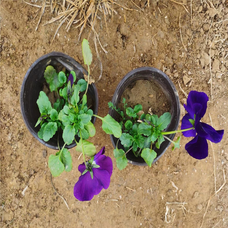 三色堇杯苗报价基地 西安三色堇供应基地 江苏三色堇培育基地