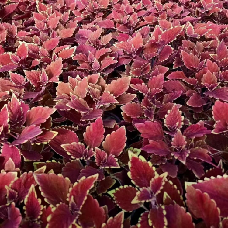 彩叶草培育基地 时令草花彩叶草 彩叶草小苗价格