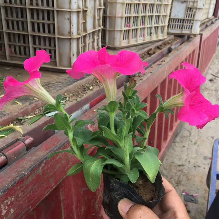青州矮牵牛杯苗价格 矮牵牛营养杯报价 矮牵牛穴盘苗供应