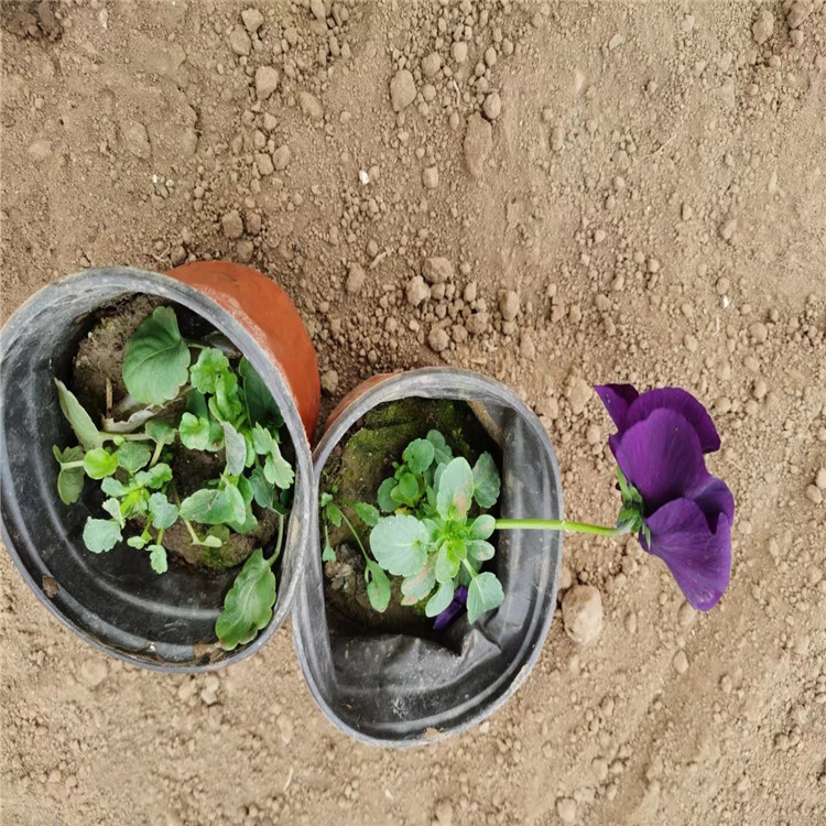 三色堇苗批发种植基地 陕西三色堇批发厂家 三色堇小苗价格