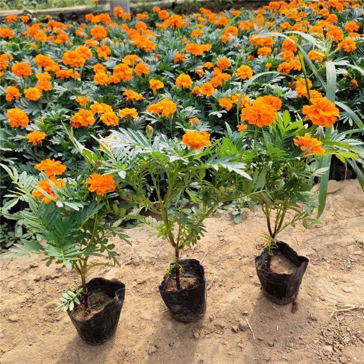 青州孔雀草杯苗价格 孔雀草苗商供应 孔雀草苗批发生产基地