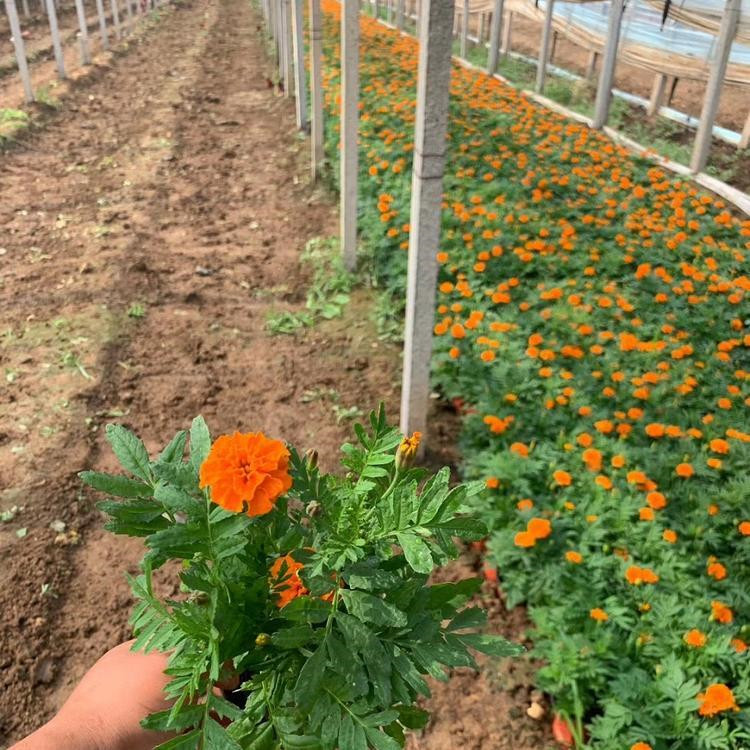 天津孔雀草生产基地 孔雀草批发供应基地 孔雀草穴盘苗供应