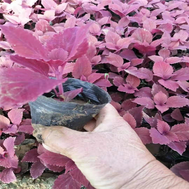 彩叶草供应商 十月一租摆花卉彩叶草 色泽多样观赏性好