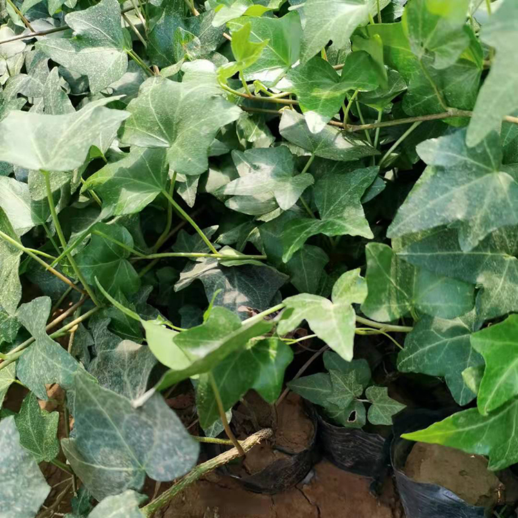 常春藤 工程绿化藤本植物【蓝泽花卉】苗圃为您报价