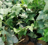 常春藤 工程绿化藤本植物【蓝泽花卉】苗圃为您报价