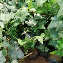 常春藤 工程绿化藤本植物【蓝泽花卉】苗圃为您报价