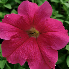 蓝泽草花批发 粉红花色 矮牵牛 株高15-30cm