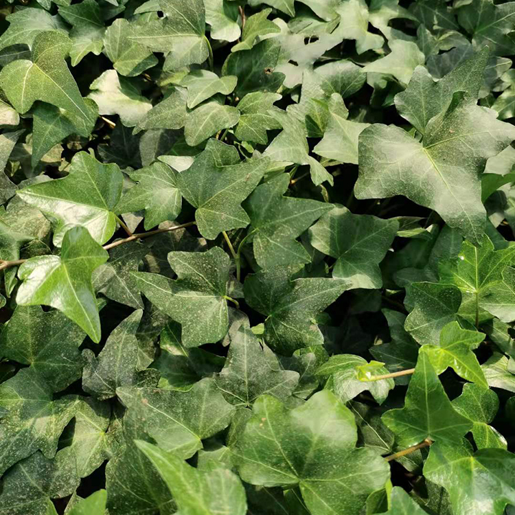 蓝泽常春藤小苗 基地培育 根系、分枝多 墙体绿化攀爬类植物