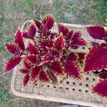 金边彩叶草 冬季草花小苗 蓝泽 金边彩叶草培育