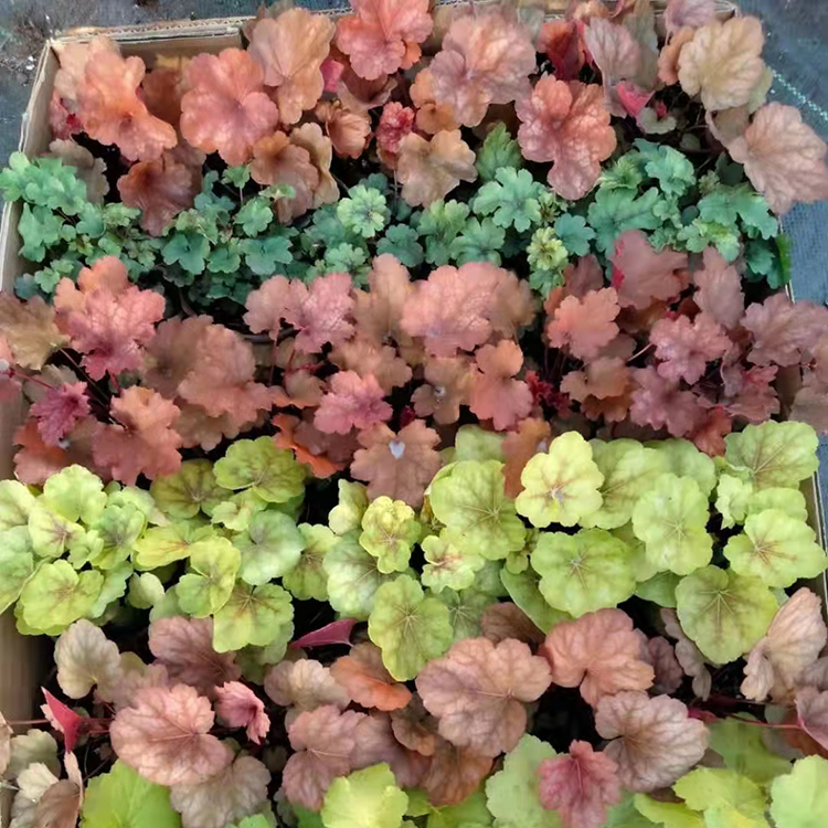 矾根盆栽 规格可选 蓝泽花卉 矾根小苗价格