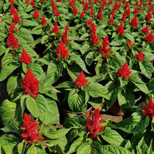 批发鸡冠花 蓝泽盆栽花卉种植基地 大量供应