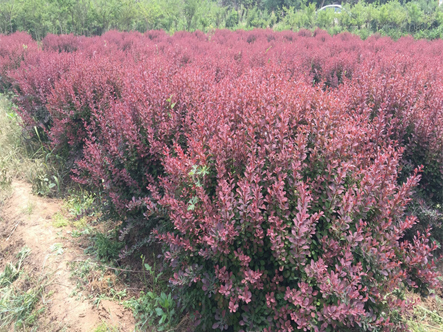 红叶小檗道路绿化用苗红叶小檗花坛种植苗木江瑞园艺红叶小檗批发 卓采汇