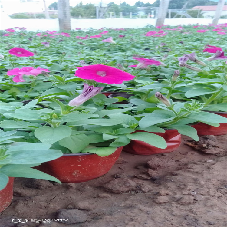 青州黄楼矮牵牛种植基地 矮牵牛花园绿化花卉 矮牵牛质优价廉 欢迎选购