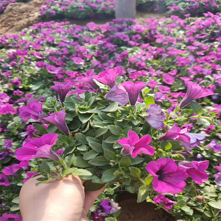 矮牵牛小区绿化花卉 矮牵牛道路绿化花卉 矮牵牛组摆花卉 夏杰花卉
