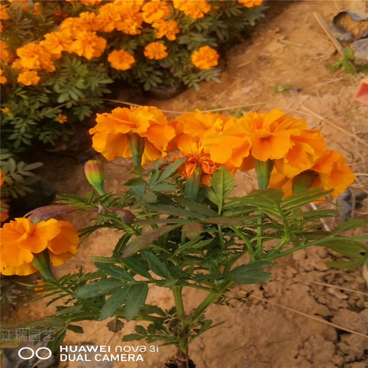 花园种植花卉孔雀草 花箱摆放花卉孔雀草 夏杰花卉