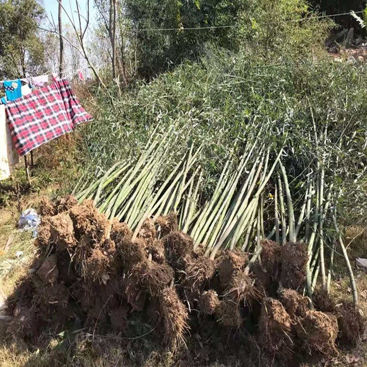 唐山翠竹供应 绿化竹子小苗批发 金镶玉竹批发生产基地
