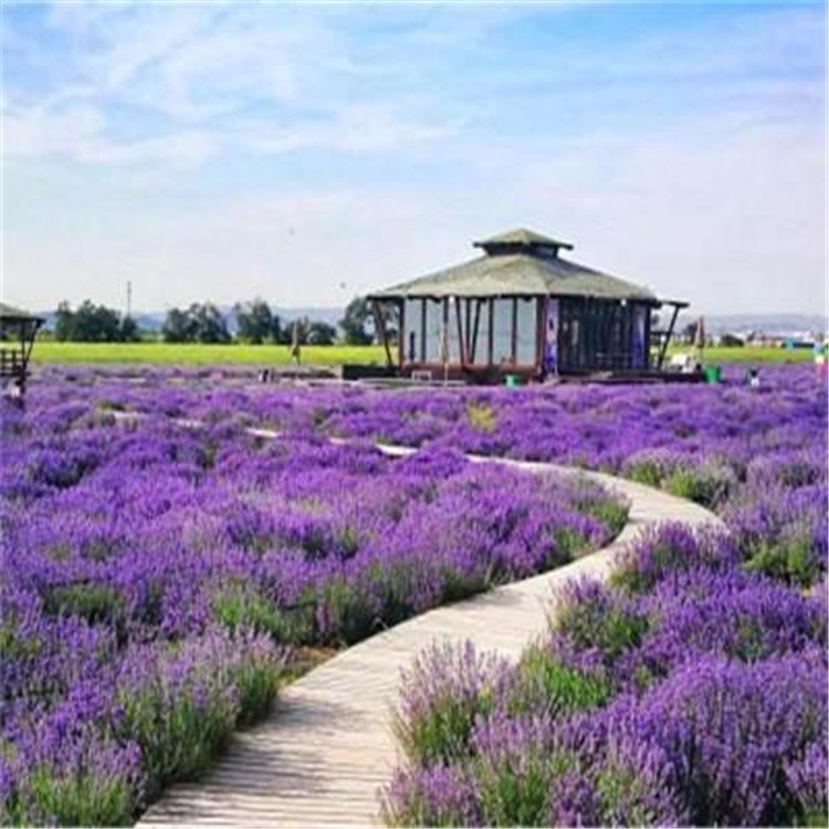 山东薰衣草供应基地 安徽薰衣草新价格 薰衣草新价格