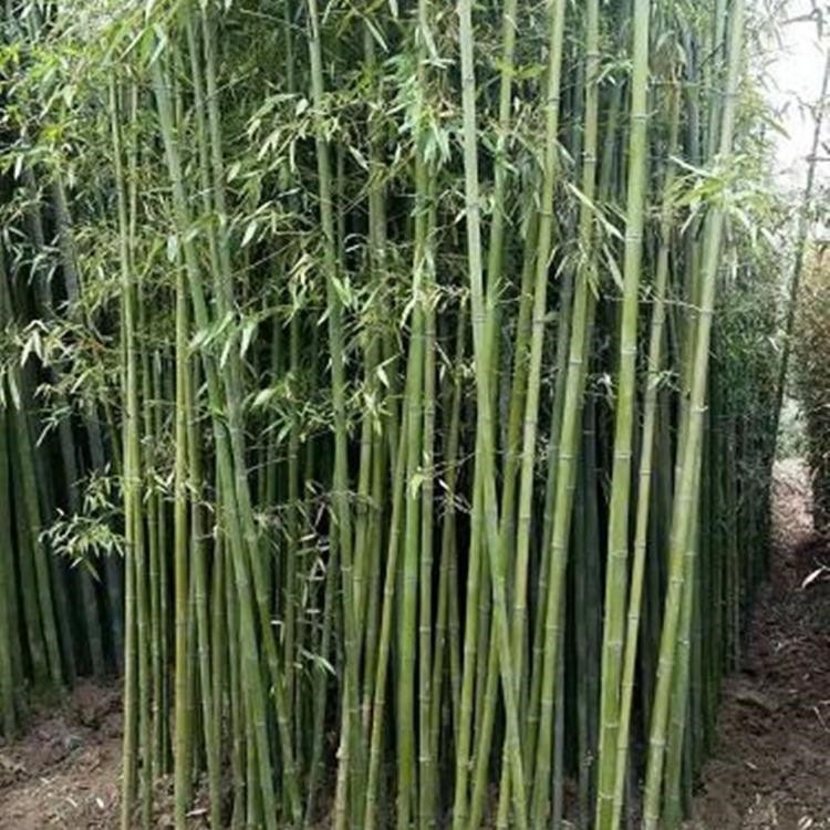 天津翠竹生产基地 绿化竹子供应基地 西安金镶玉竹苗报价